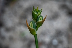 Albuca