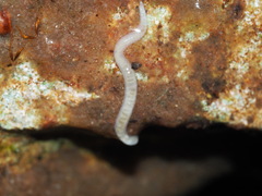 Naididae