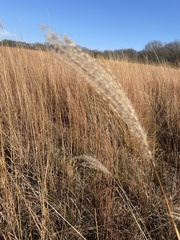 Miscanthus sacchariflorus