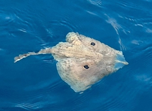 Representative image of Raja miraletus