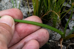 Albuca