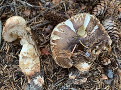 Tricholoma badicephalum