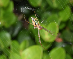 Leucauge festiva