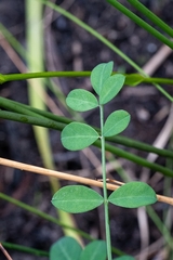 Indigofera filifolia