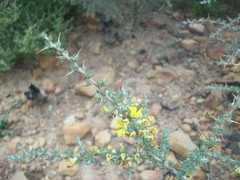 Aspalathus acanthophylla