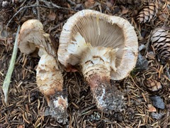 Tricholoma badicephalum