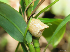 Stagmatoptera
