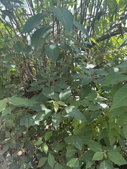 Euphorbia pulcherrima