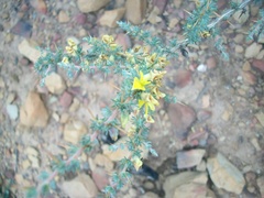 Aspalathus acanthophylla