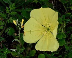Oenothera triloba