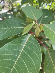 Euphorbia pulcherrima