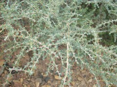 Aspalathus acanthophylla