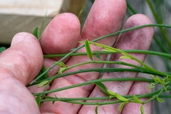 Indigofera filifolia