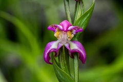 Disperis paludosa