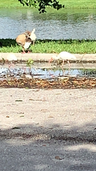 Eudocimus albus