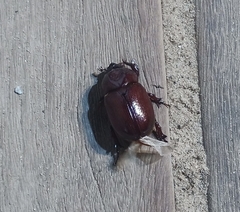 Phyllognathus excavatus