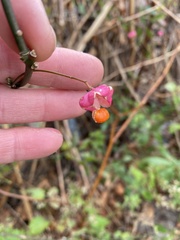 Euonymus europaeus