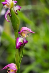 Disperis paludosa