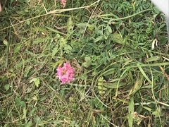 Onobrychis viciifolia