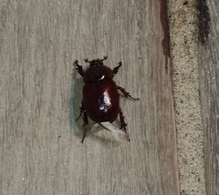 Phyllognathus excavatus
