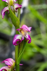Disperis paludosa