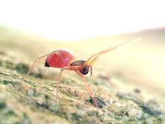 Ostearius melanopygius