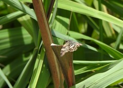 Chiomara asychis autander