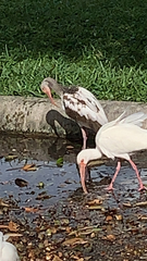 Eudocimus albus