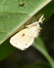 Euproctis bicolor
