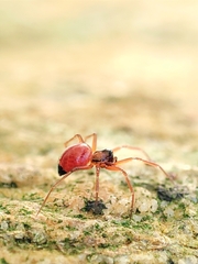 Ostearius melanopygius