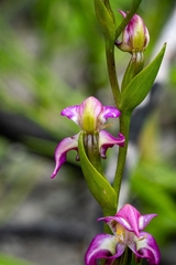Disperis paludosa