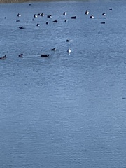 Melanitta perspicillata