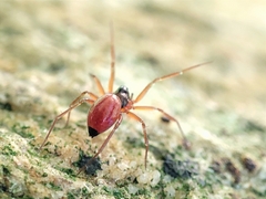 Ostearius melanopygius