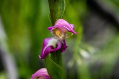 Disperis paludosa