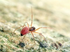 Ostearius melanopygius