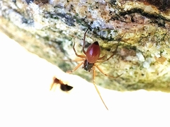 Ostearius melanopygius