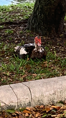 Cairina moschata domestica