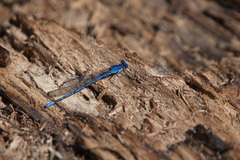 Argia extranea