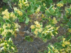 Pteronia divaricata