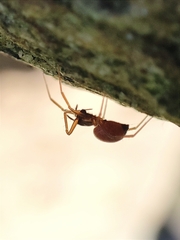 Ostearius melanopygius