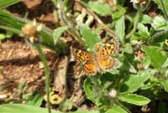 Aricoris hubrichi