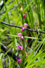 Disperis paludosa
