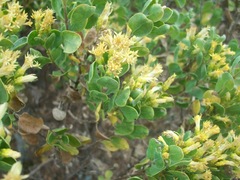 Pteronia divaricata