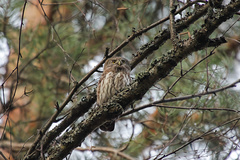 Glaucidium passerinum