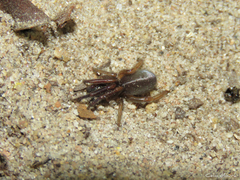 Ariadna