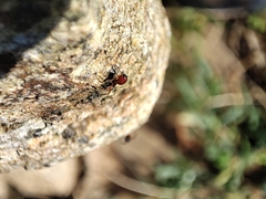 Ostearius melanopygius