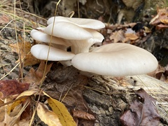 Pleurotus populinus