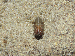 Ariadna