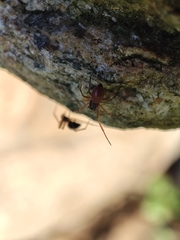 Ostearius melanopygius