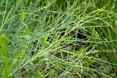 Indigofera filifolia